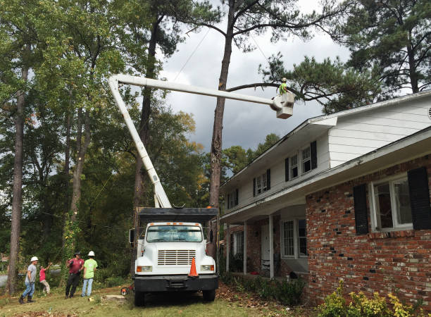 Reliable Cambria, CA Tree Care Solutions