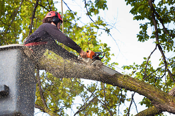 Best Tree and Shrub Care  in Mbria, CA