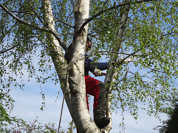 Best Tree Mulching  in Mbria, CA