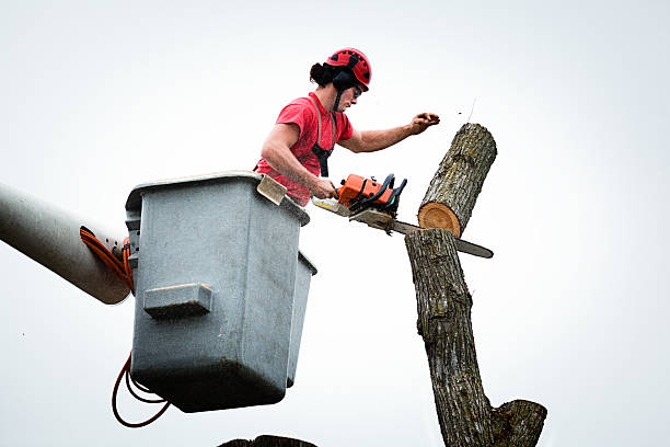 Best Hazardous Tree Removal  in Mbria, CA