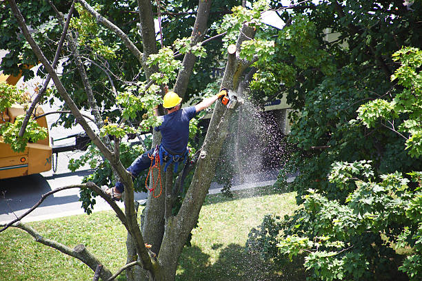 Best Tree Maintenance Programs  in Mbria, CA