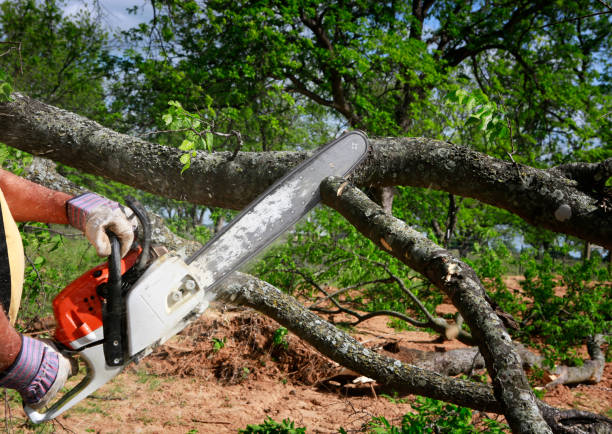 How Our Tree Care Process Works  in  Cambria, CA